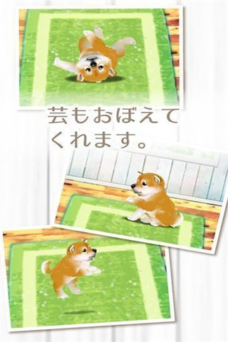 治愈系柴犬育成截圖欣賞