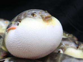 河豚好气哦表情包