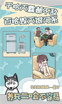 養(yǎng)只二哈不容易