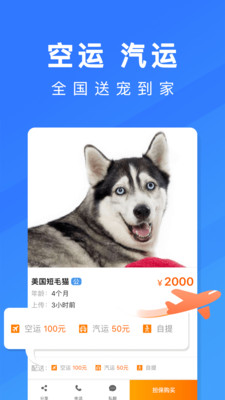 寵物市場(chǎng)