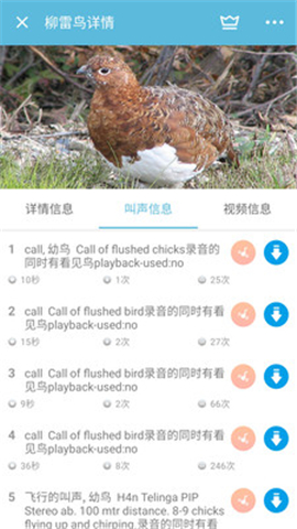 鳥叫聲大全