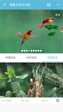 鳥叫聲大全截圖欣賞