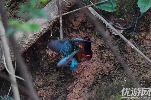 翠鸟通常在什么地方筑巢 森林驿站5月3日每日一题答案