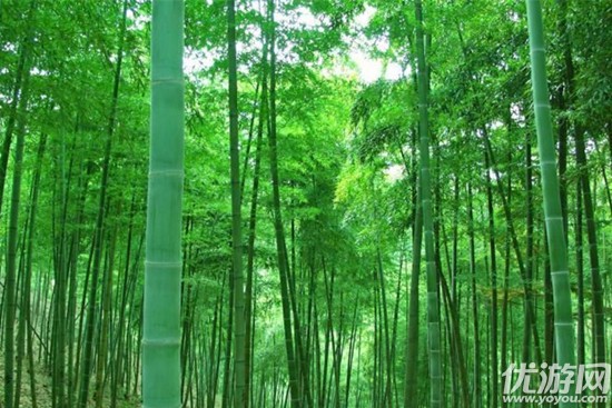 大熊猫爱吃的竹子,实际上是什么 蚂蚁庄园5月10日每日一题答案
