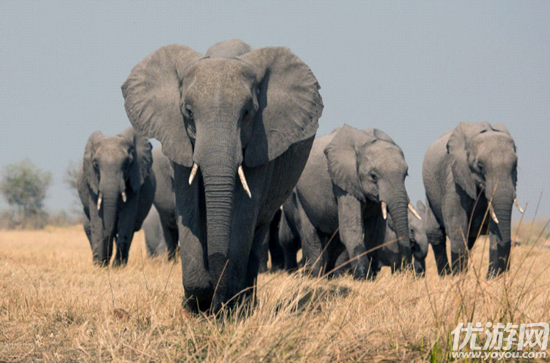 非洲象的耳朵和亚洲象相比 森林驿站5月27日每日一题答案