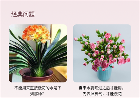 小蘭君養(yǎng)花大師