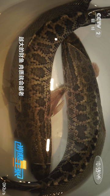 藍(lán)鹿直播截圖欣賞