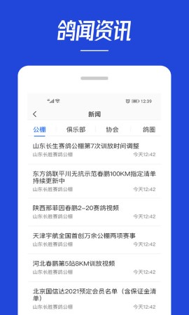 青鸽网游戏截图