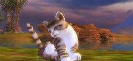 完美世界手游梅花猫在哪里 梅花猫宠物位置一览
