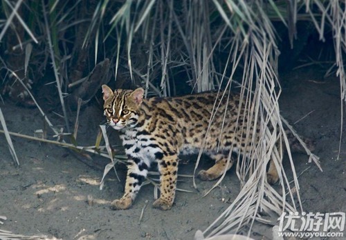 豹猫是产于亚洲的猫科动物,身上的花纹是 森林驿站3月31日每日一题答案