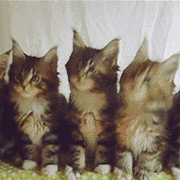 三只猫咪点头表情包gif 抖音三只猫咪蹦迪摇头表情包gfi分享