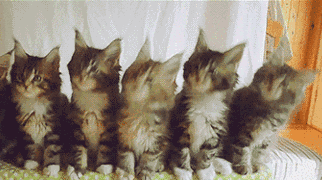 三只猫咪点头表情包gif 抖音三只猫咪蹦迪摇头表情包gfi分享