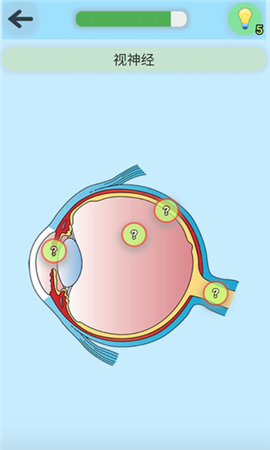 解剖学截图欣赏