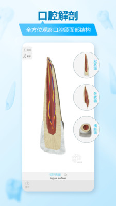维萨里3d解剖游戏截图